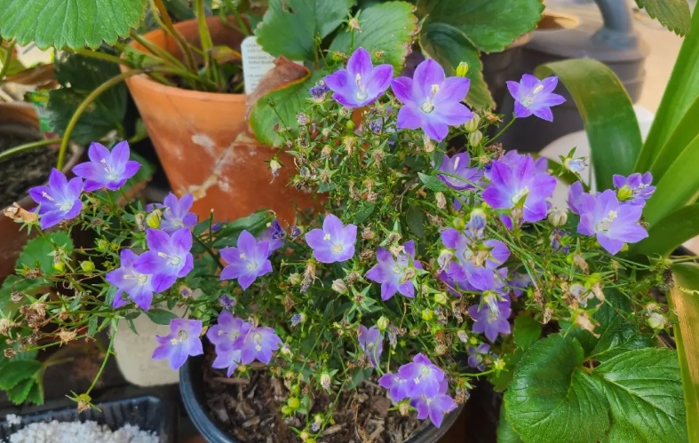 藍風鈴花期管理