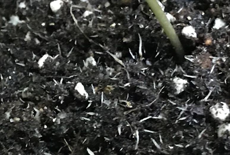 盆栽害蟲處理 盆栽害蟲處理