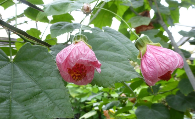 垂吊風鈴花常見問題