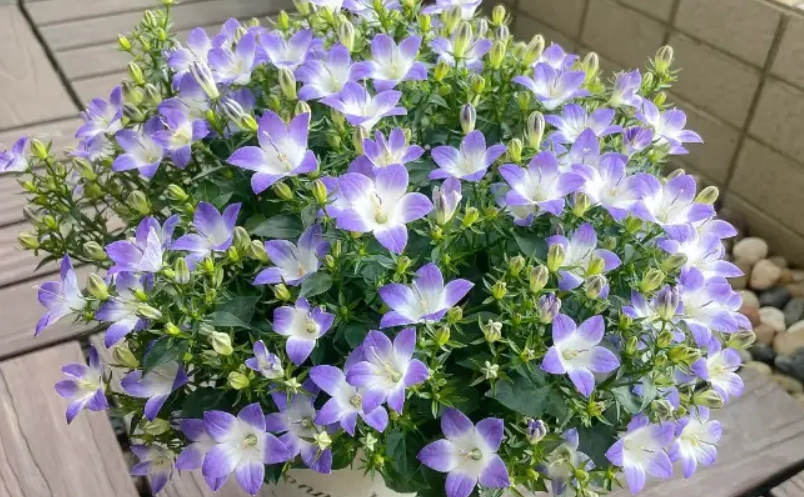 藍風鈴照顧技巧