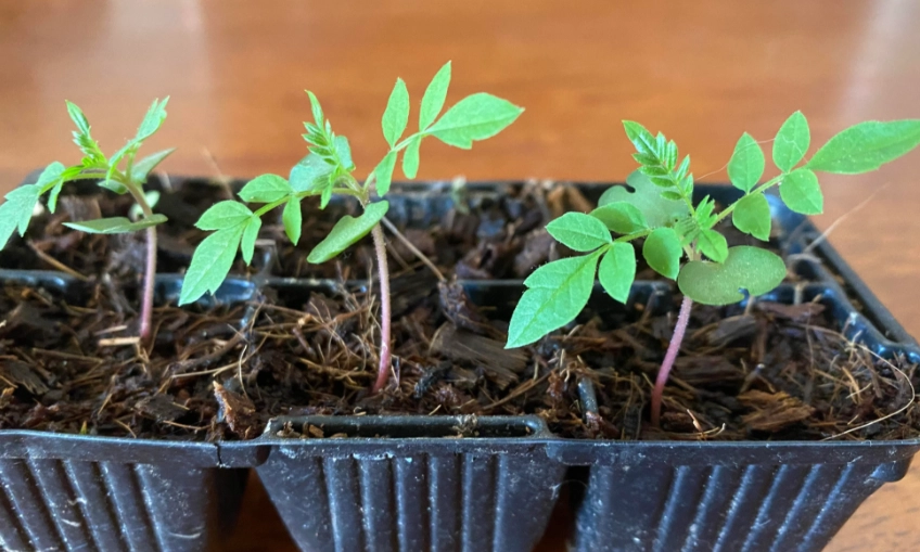 藍花楹栽培管理