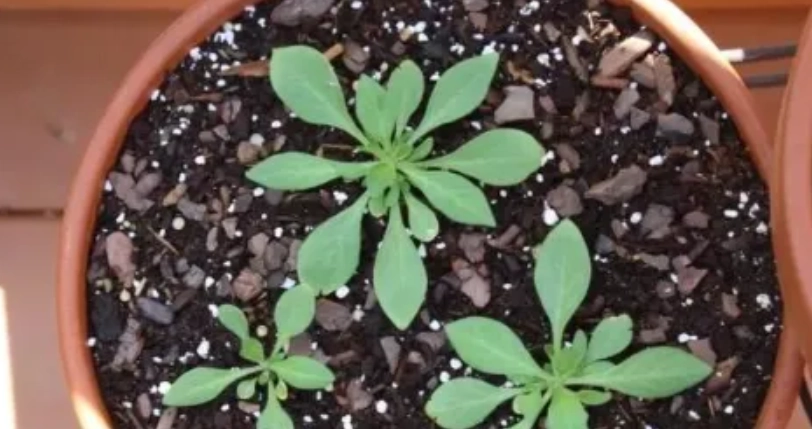 盆栽害蟲處理 盆栽害蟲處理