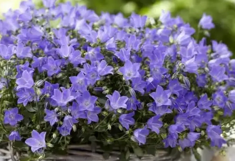 藍風鈴花期管理