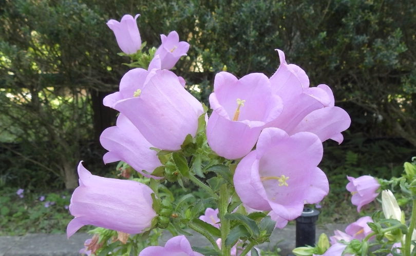 風鈴草開花時間