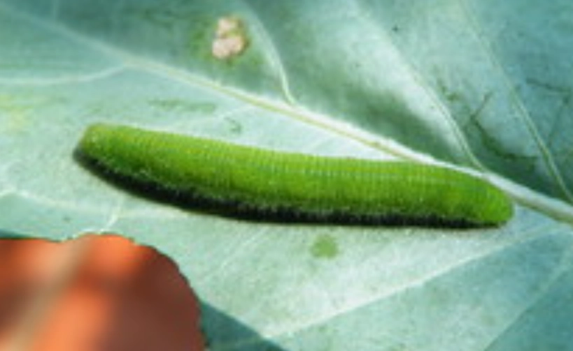 菜蟲種類