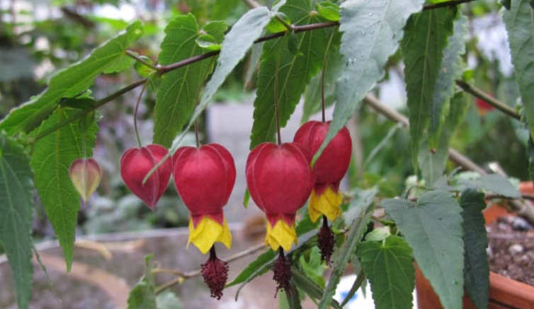 垂吊風鈴花照顧