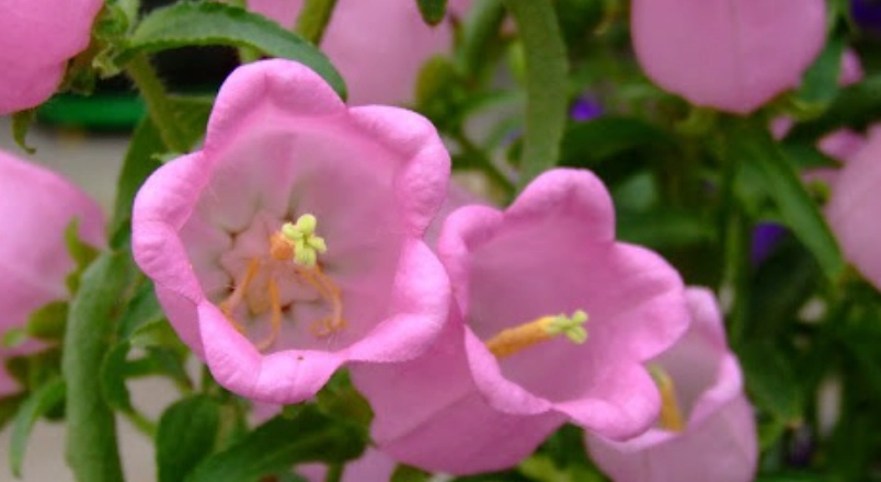 風鈴草栽培方法