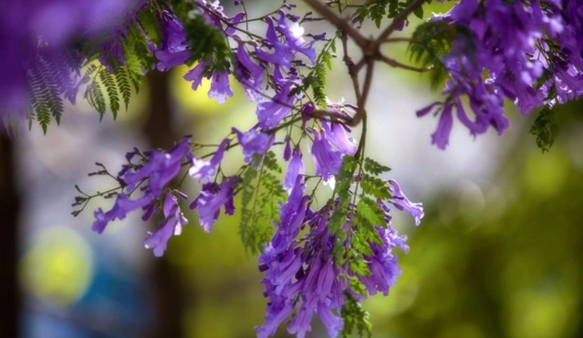 藍花楹繁殖方法
