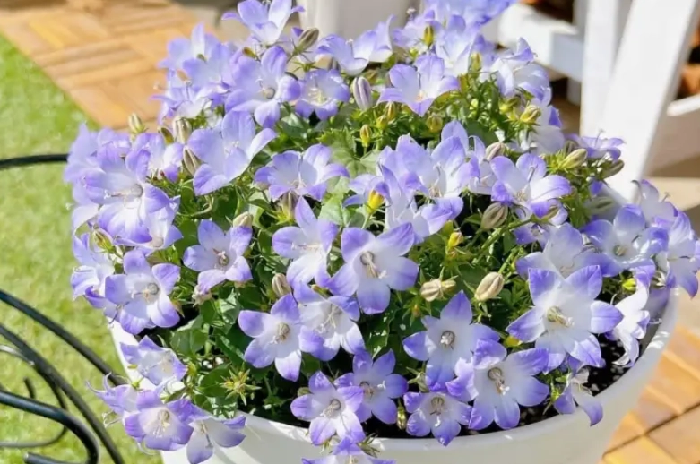 藍風鈴種植方法