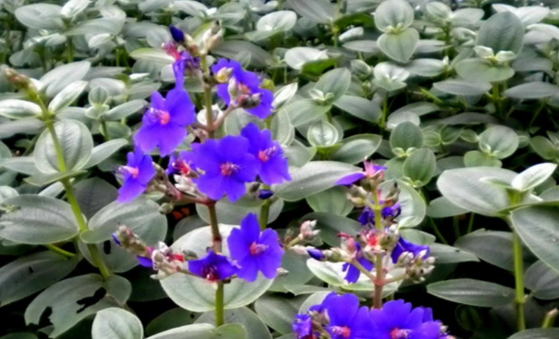 銀葉野牡丹 種植