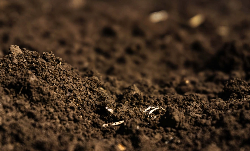 白色線蟲防治 白色線蟲防治