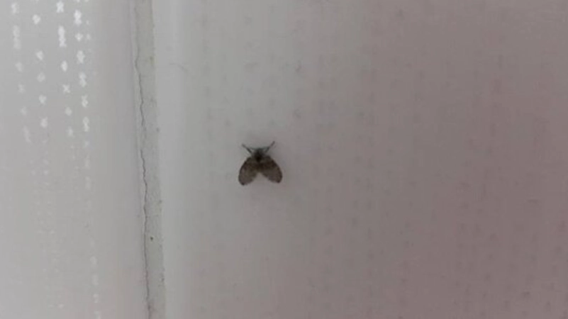 小蘇打驅蟲方法