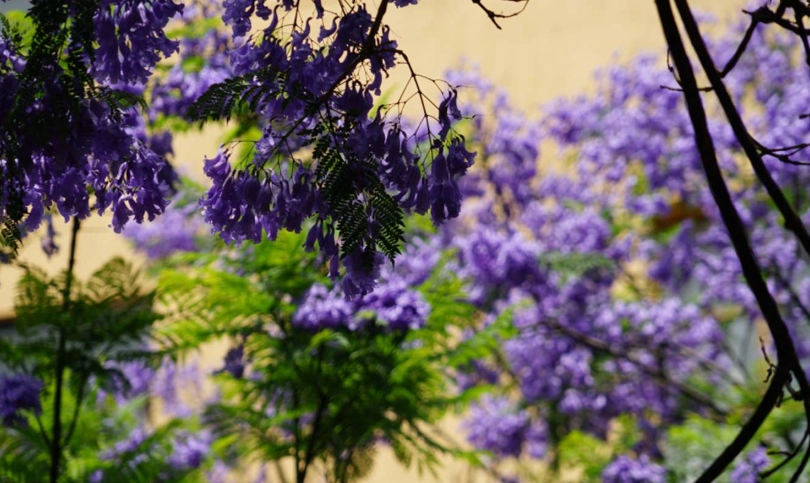 藍花楹種植技巧