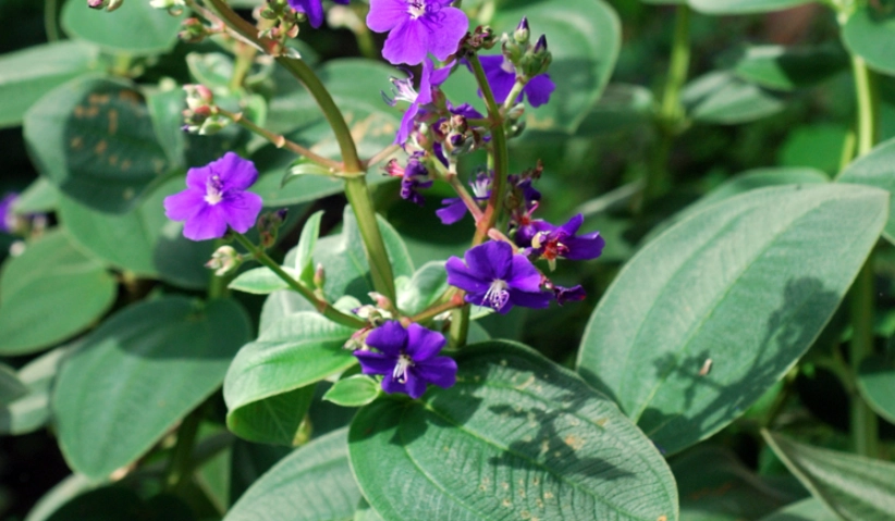 銀葉野牡丹 養護