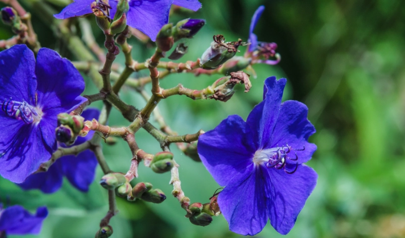 銀葉野牡丹 種植