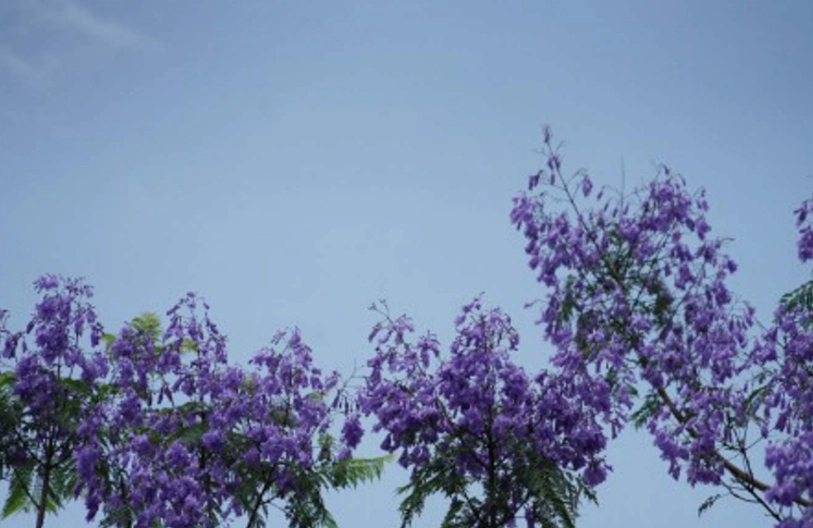 藍花楹繁殖方法