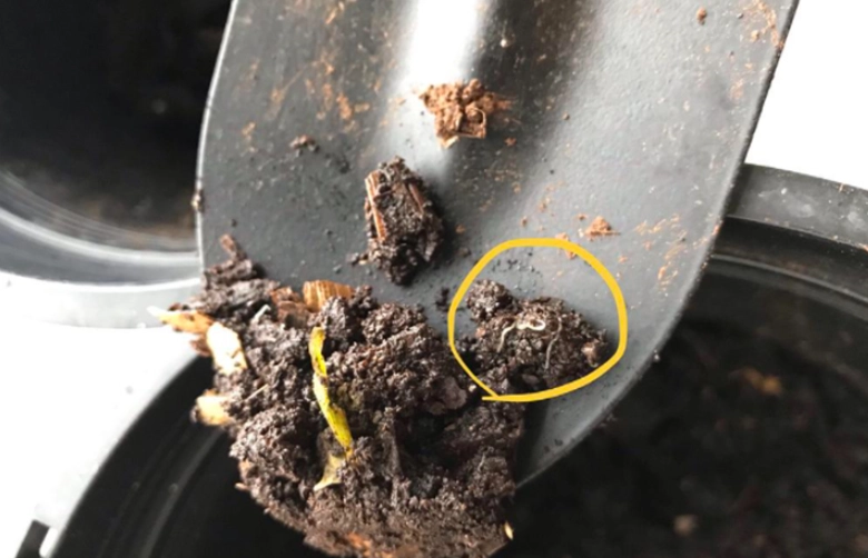 盆栽害蟲處理 盆栽害蟲處理