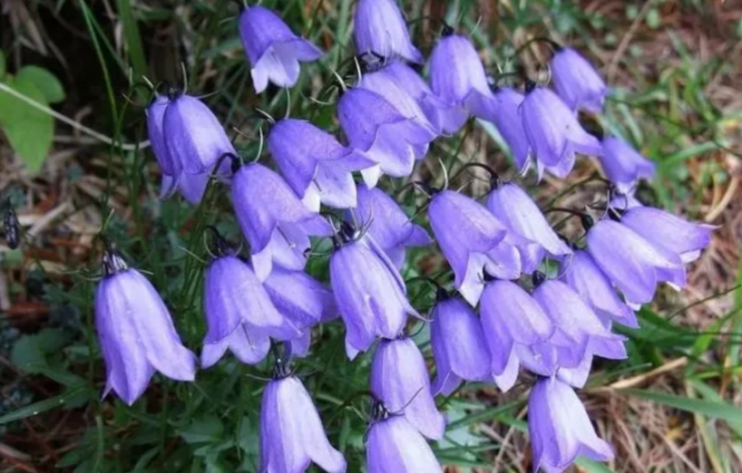 藍風鈴種植方法