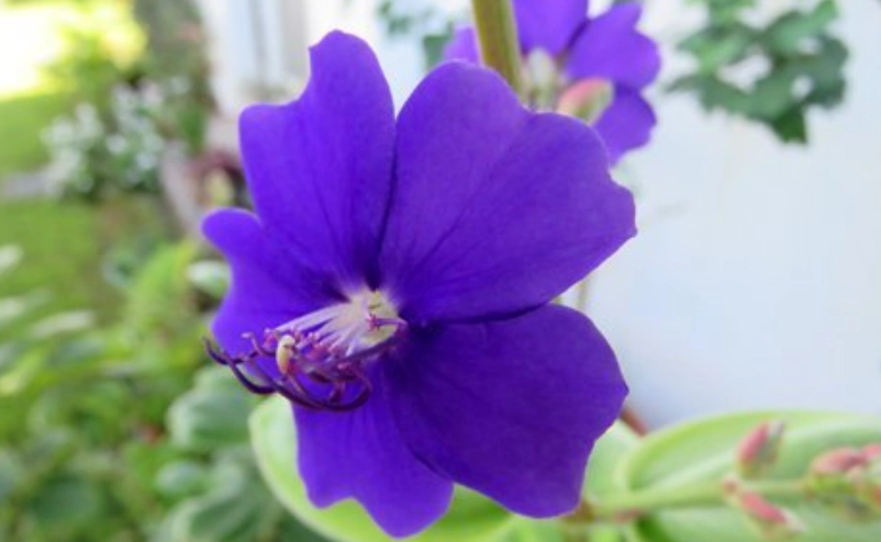 銀葉野牡丹 養護