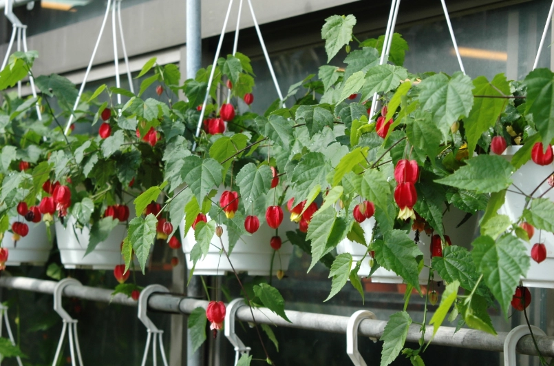 垂吊風鈴花種植