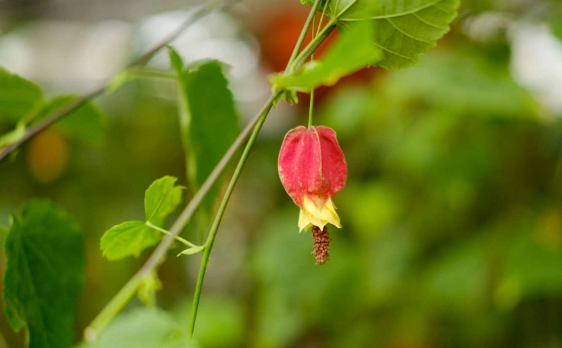 垂吊風鈴花照顧