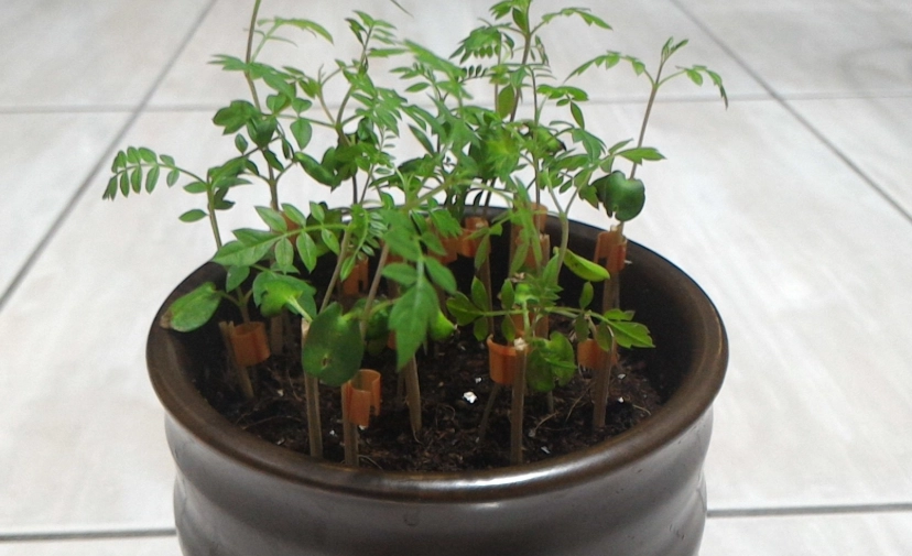 藍花楹栽培管理