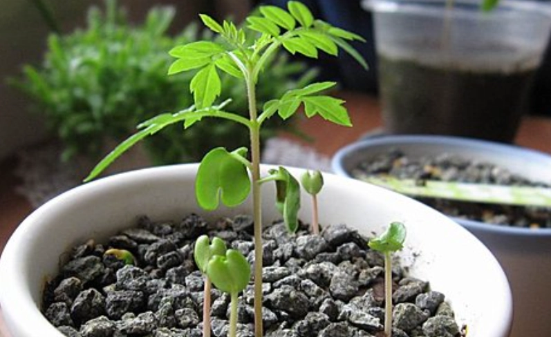 藍花楹種植技巧