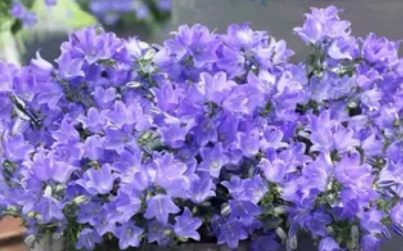 藍風鈴照顧技巧