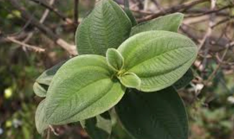 銀葉野牡丹 特點