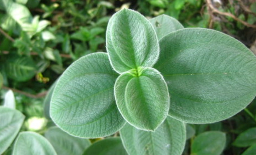 銀葉野牡丹 種植