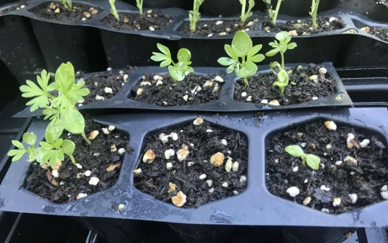 飛燕草種植方法