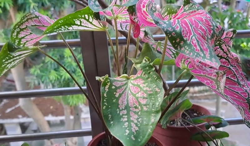 彩葉芋扦插教學