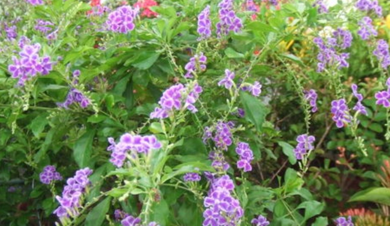 金露花中毒症狀