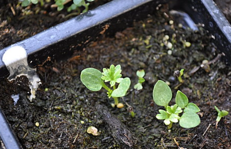 千鳥草種植方法