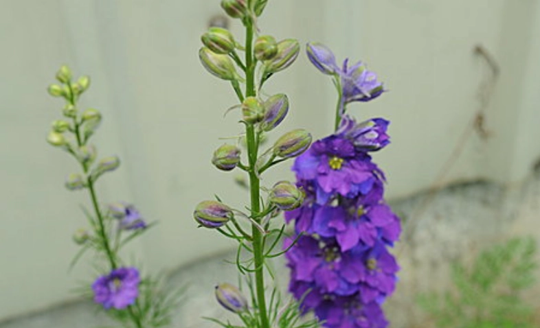 千鳥草照顧技巧
