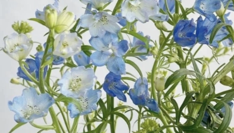 小飛燕草開花時間