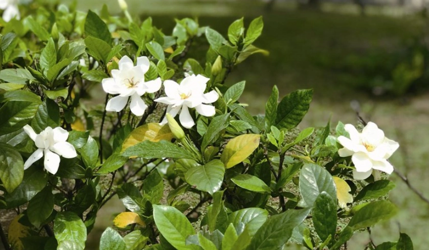 梔子花養護方法
