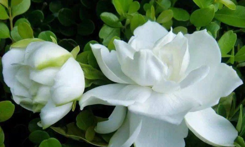 梔子花光照需求