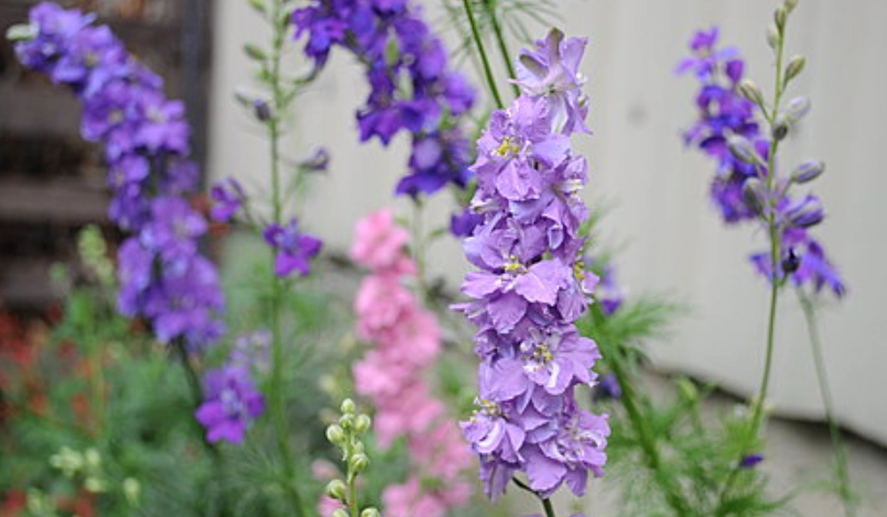 千鳥草種植方法