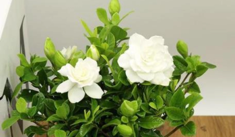 梔子花病蟲害防治