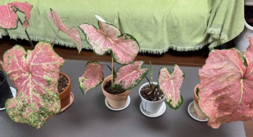 彩葉芋扦插教學