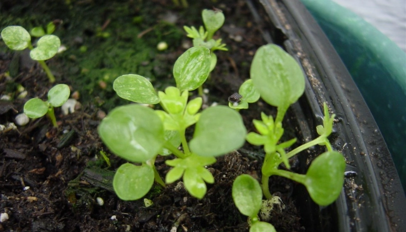 飛燕草常見問題