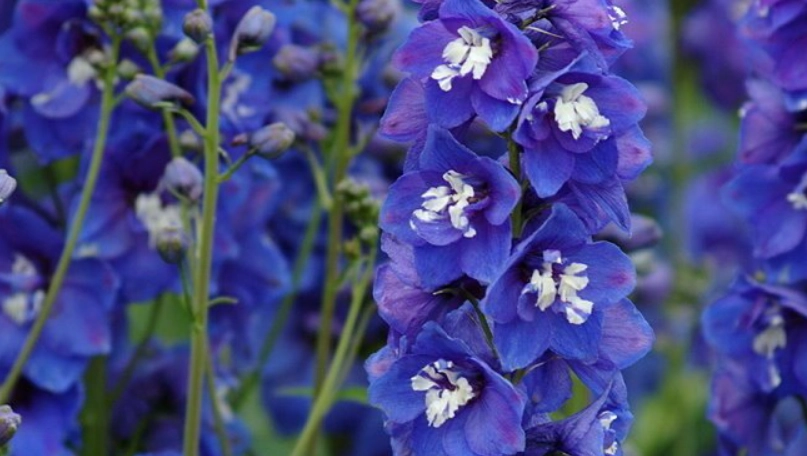 飛燕草種植方法