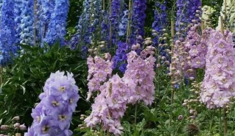 飛燕草照顧技巧