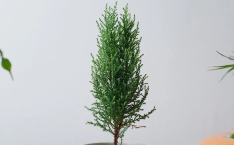 室內香冠柏養護