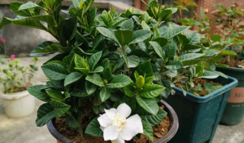 梔子花養護方法