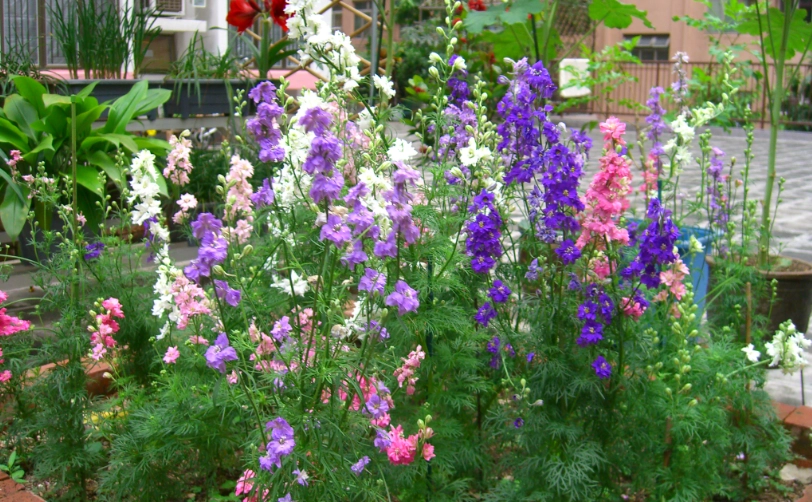 飛燕草照顧技巧