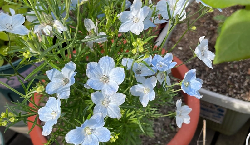 小飛燕草種植方法