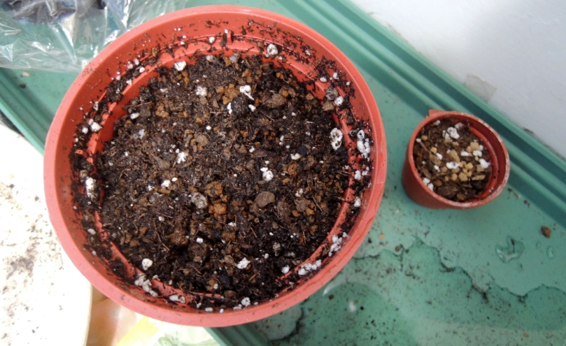 千鳥草常見問題