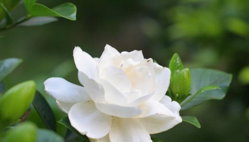 栀子花光照管理